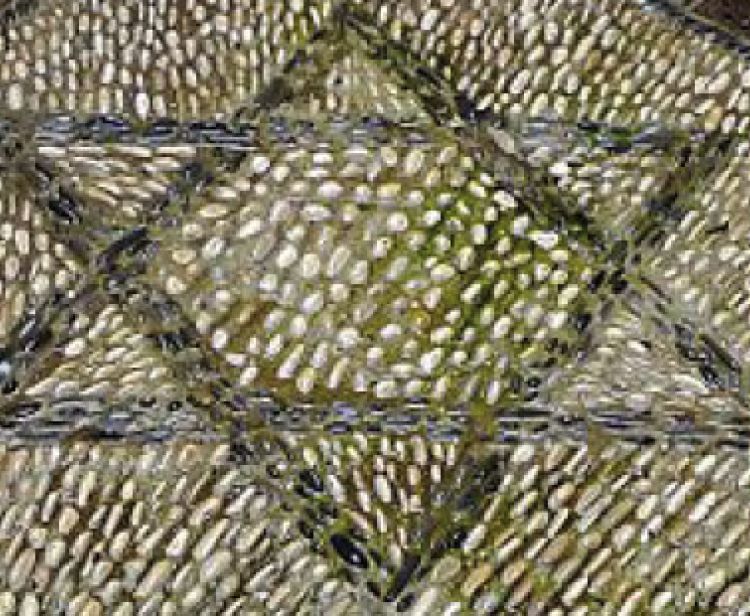 Tour por la Mezquita y Catedral de Córdoba